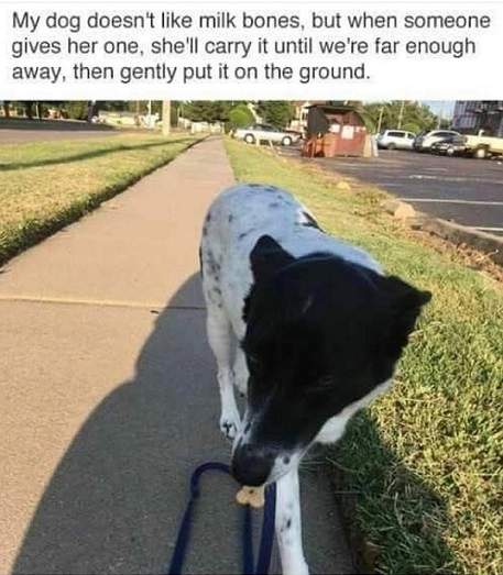 milkbones.jpg