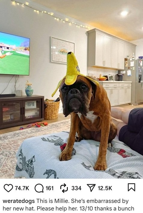 millie dog.jpg