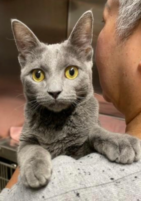 milo cat shoulder.png