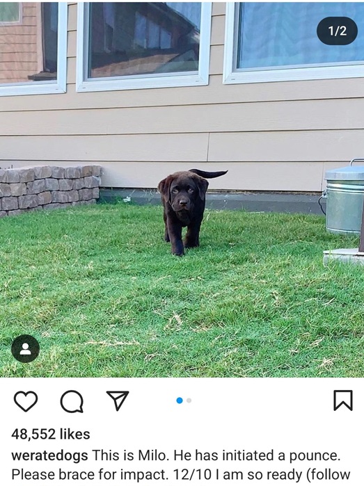 milo dog 1.jpg