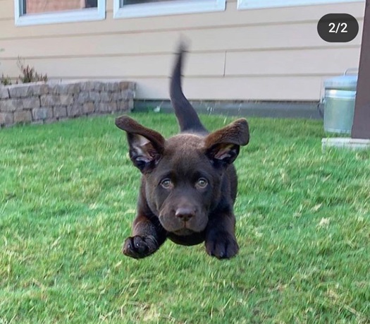 milo dog 2.jpg