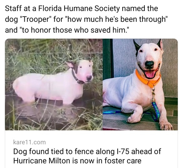 milton dog.jpg