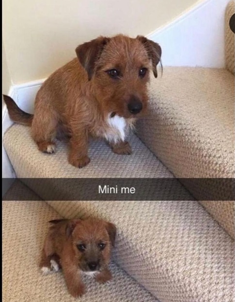 mini dog.jpg