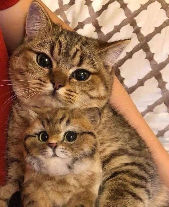 mini me cat.jpg