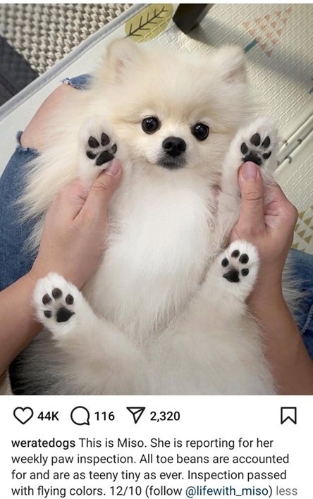 miso dog.jpg