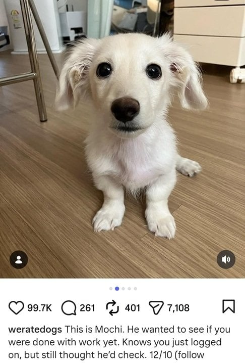 Mochi dog.jpg
