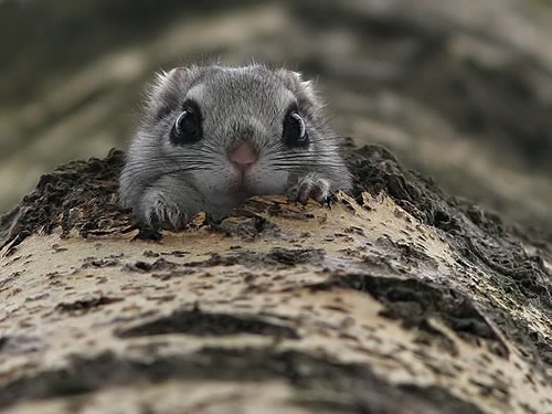 momonga-4.jpg