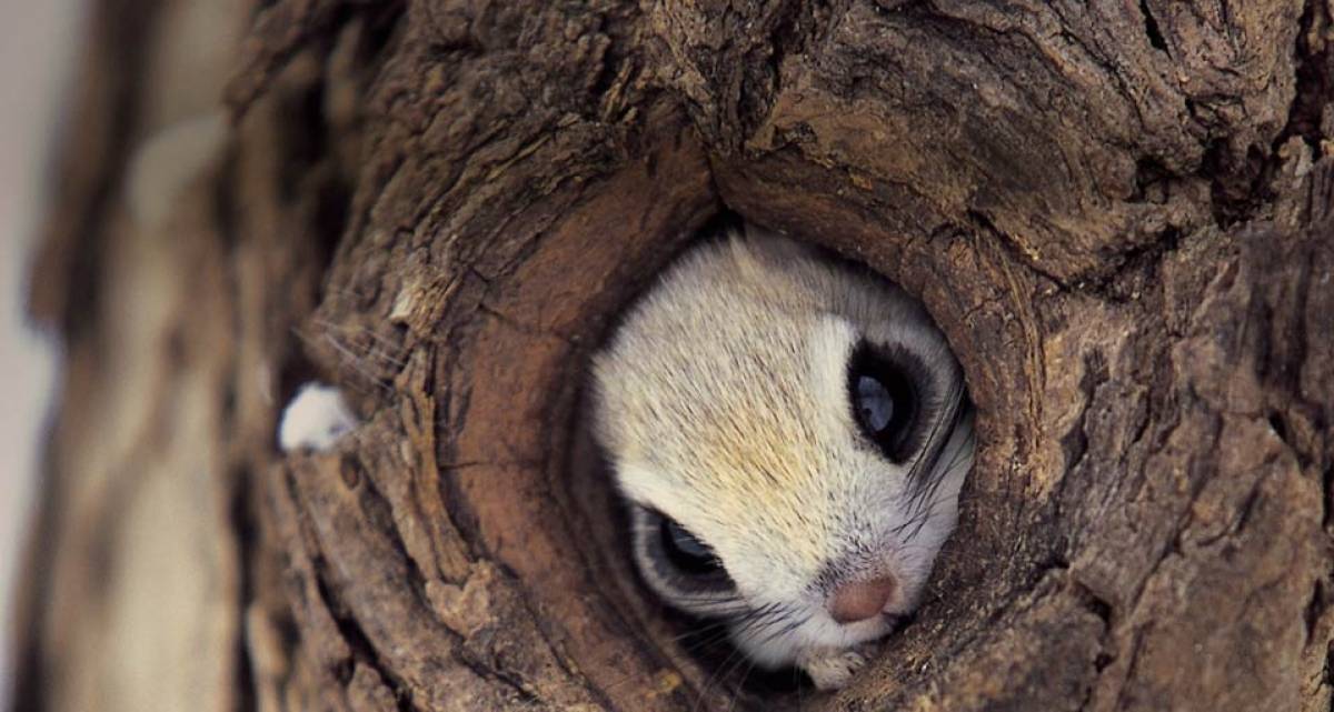 momonga-5.jpg