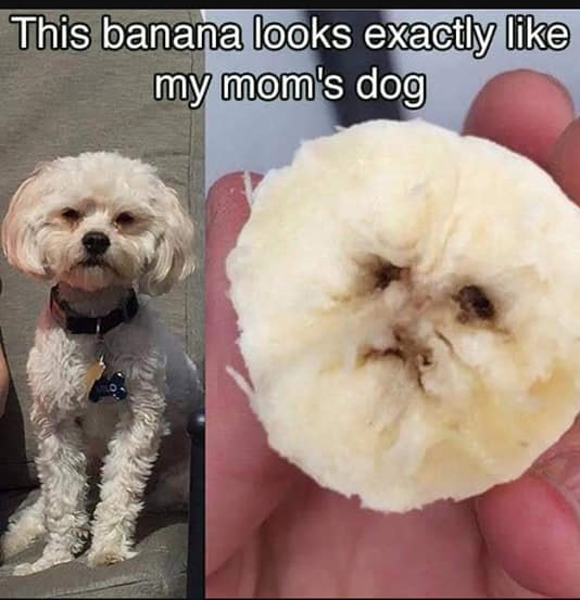 moms dog nanner.png