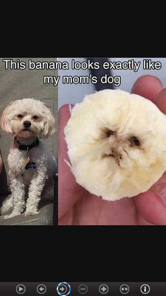 moms dog.png