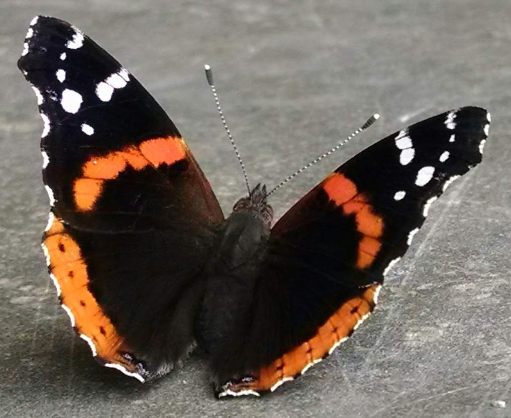 Monarch 1.JPG