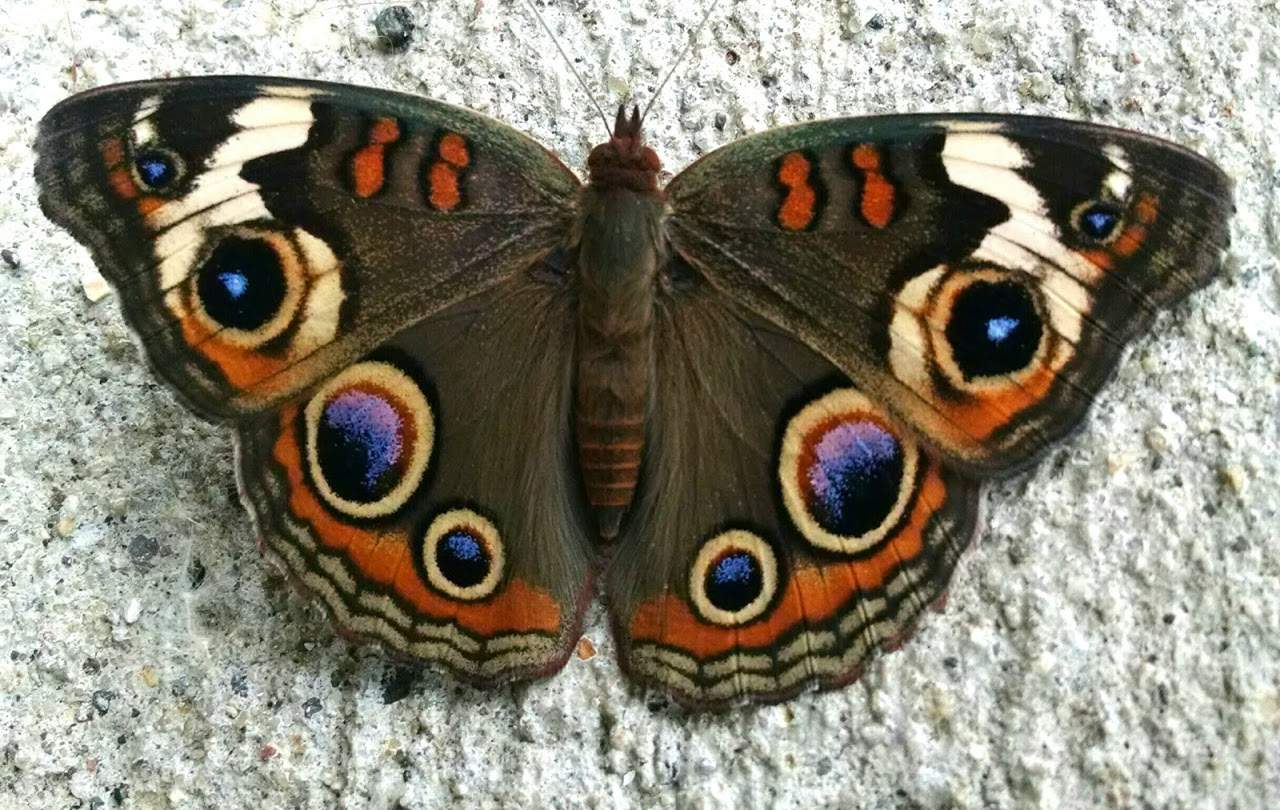 Monarch 2.jpg