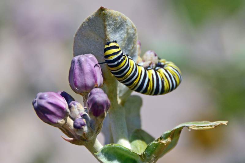 Monarch-Caterpillar.jpg
