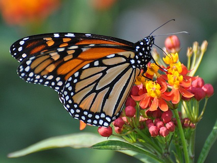 monarch.jpg
