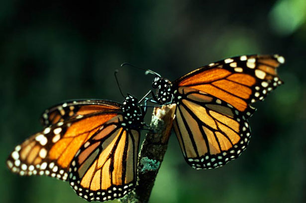 monarchs-615.jpg
