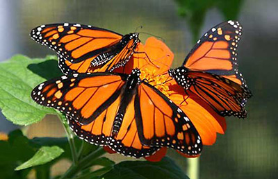 monarchs.jpg