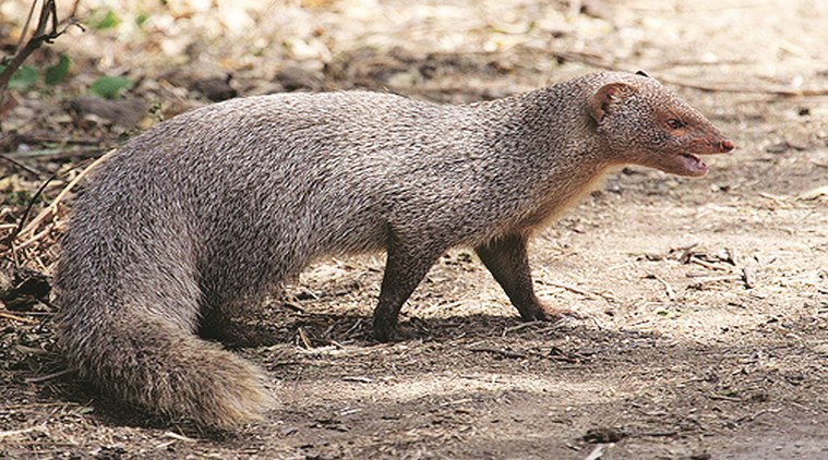 mongoose-759.jpg