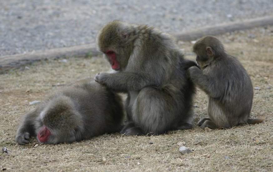 monkey groom.jpg