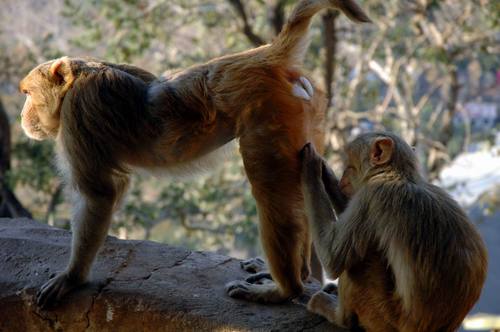 monkey.jpg