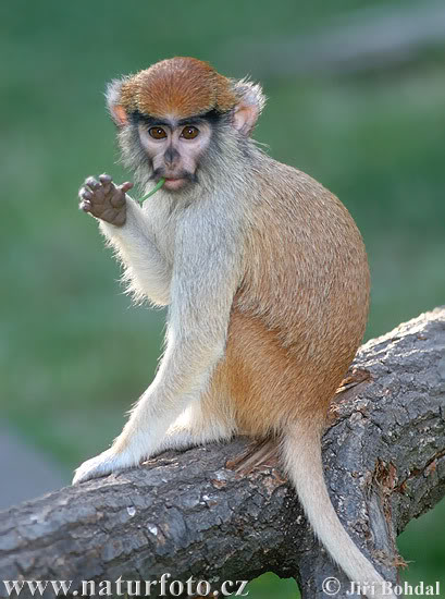 monkey.jpg