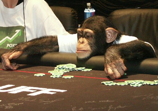 monkey.jpg
