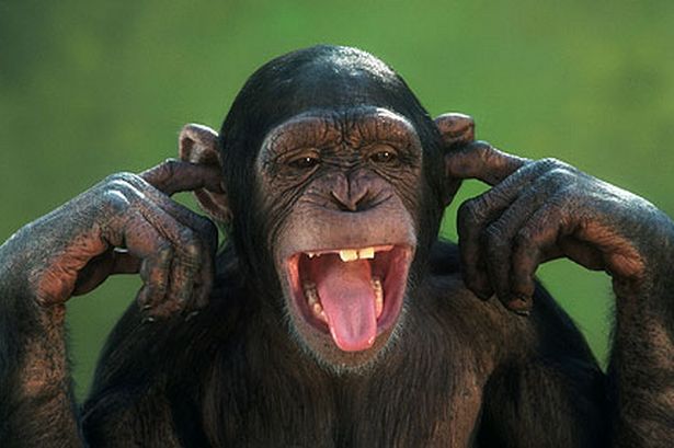 monkey.jpg