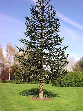 monkey-puzzle-tree-14BEDFDC7F6114DE533.jpg