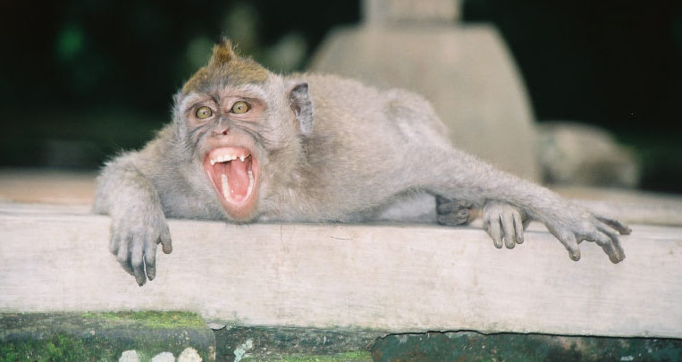 monkey.teeth.jpg
