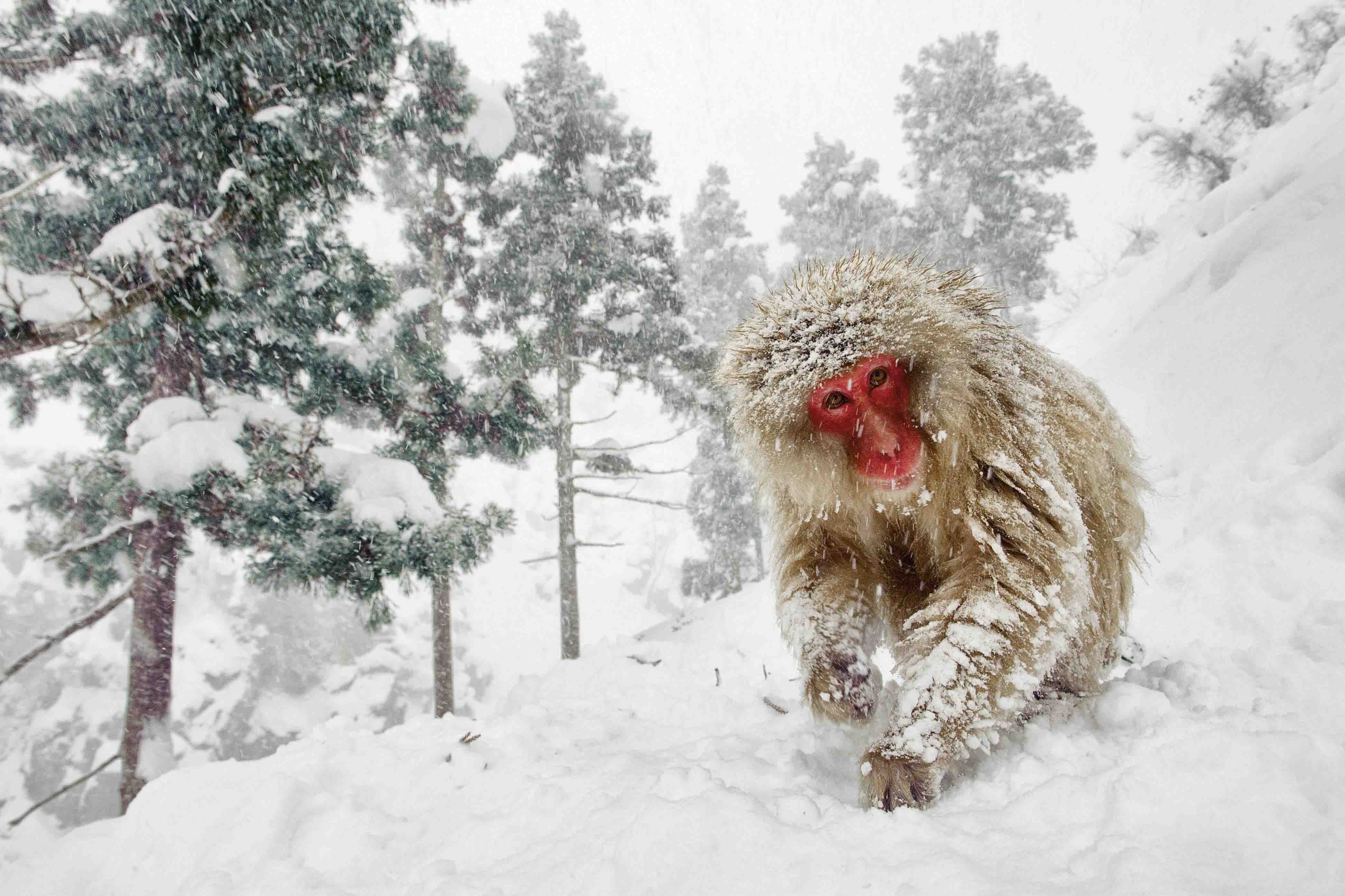 Monkey_in_the_Snow_JasperDoest.jpg