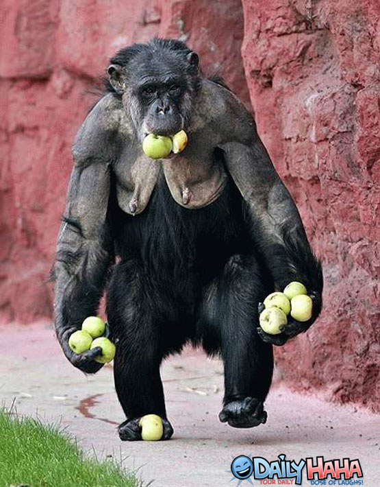 monkey_with_apples.jpg