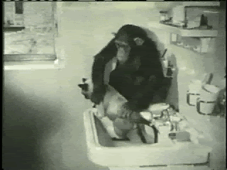 monkeywashescat.gif