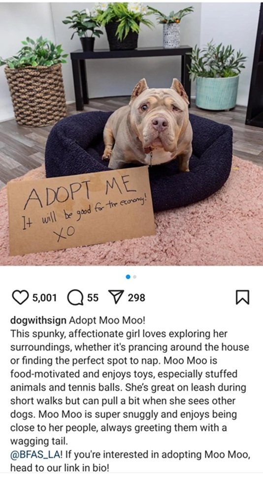 moomoo dog.jpg