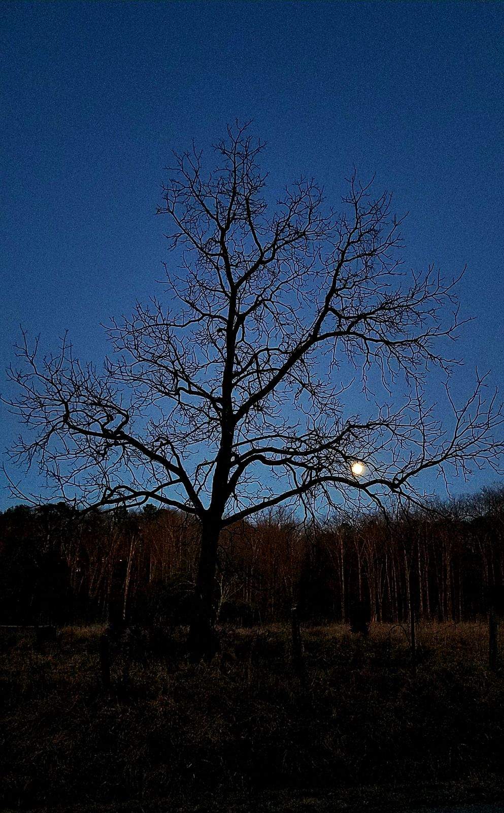 Moon_Tree20220215.jpeg
