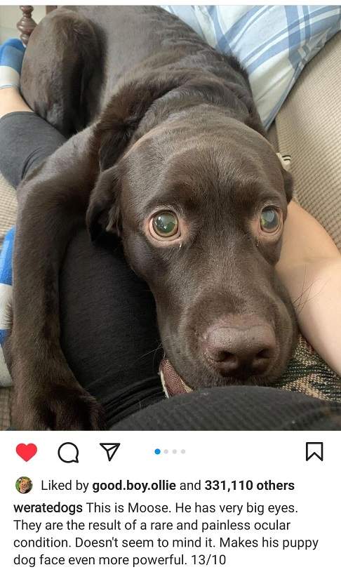 moose dog.jpg