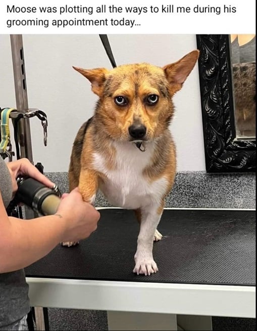 moose dog.jpg