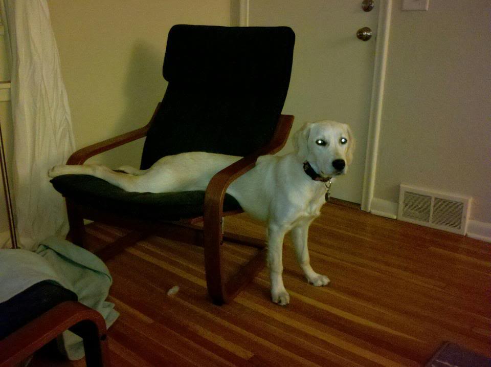 moose.jpg