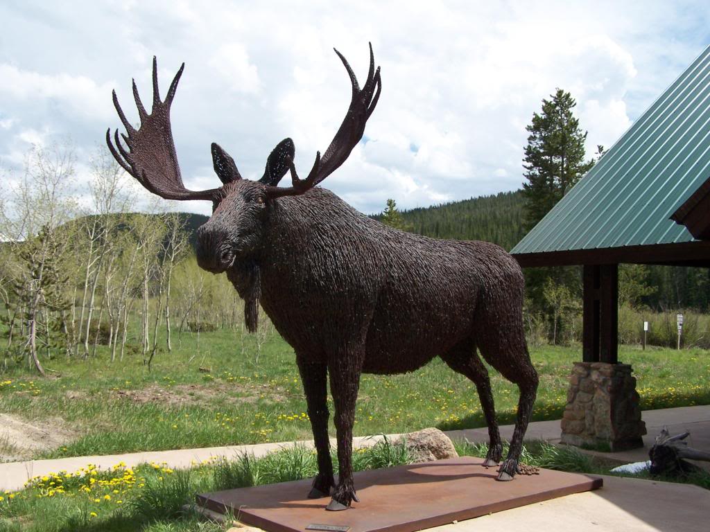 moose.jpg