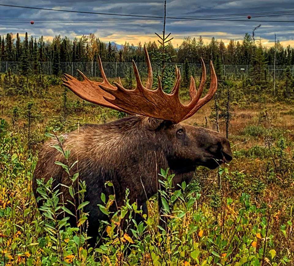 moose.jpg