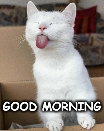morning cat.jpg