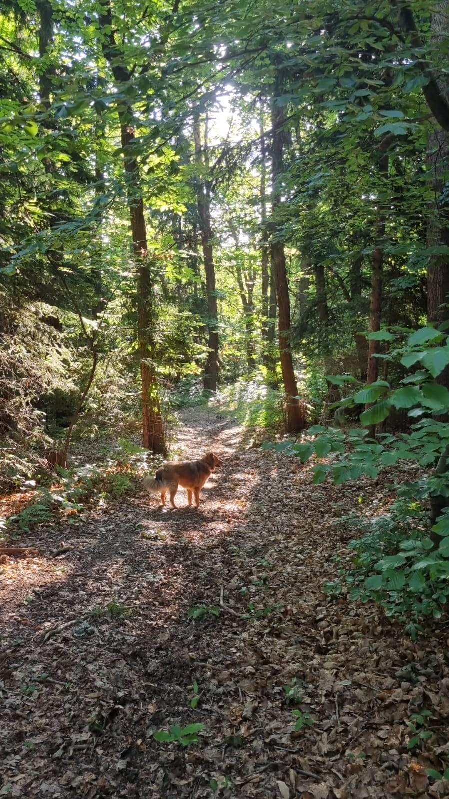 morningwalk2.jpg