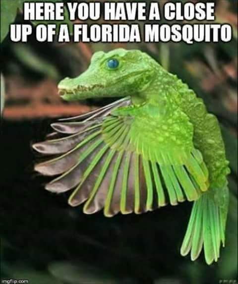 Mosquito.jpg