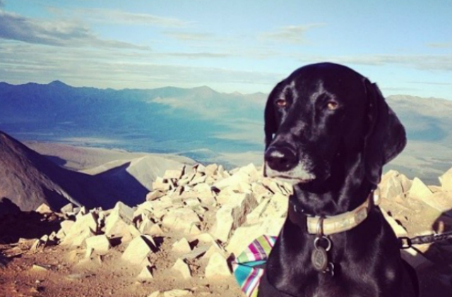 most-unimpressed-dog-copy-2.jpg