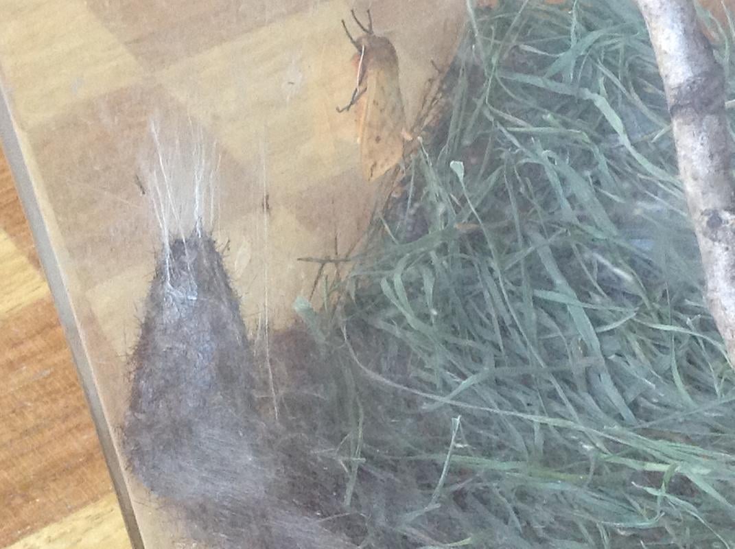Moth_Out_Near_Cocoons.jpg