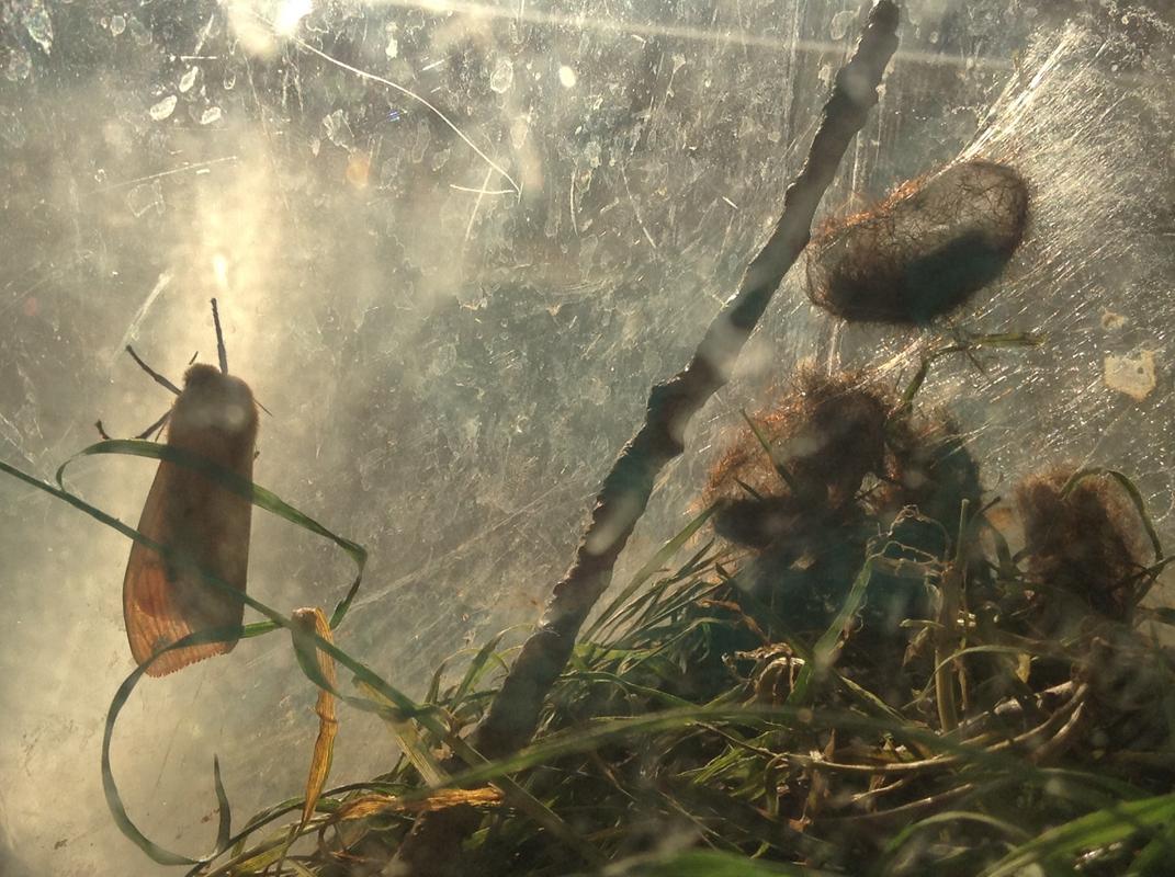 Moth_With_Cocoons_See_Through.jpg