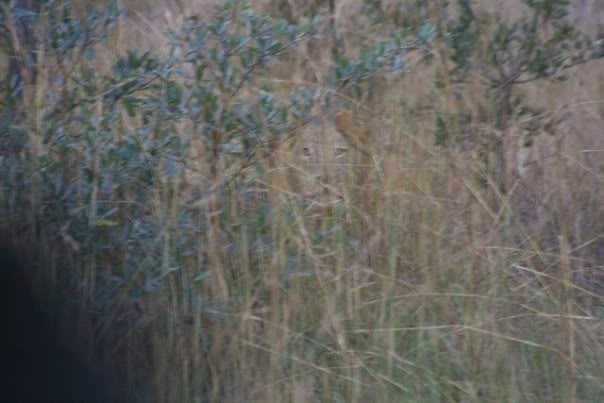 MountainLion.jpg