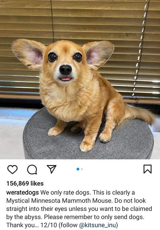 mouse dog.jpg