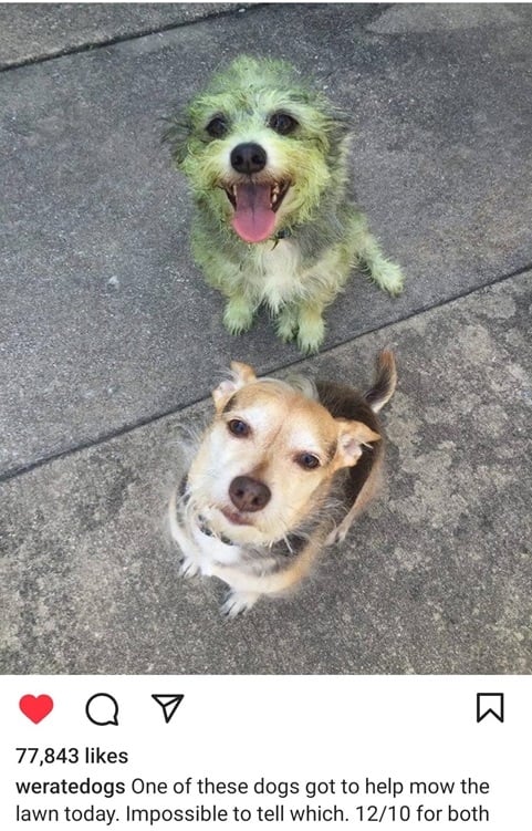 mow dog.jpg