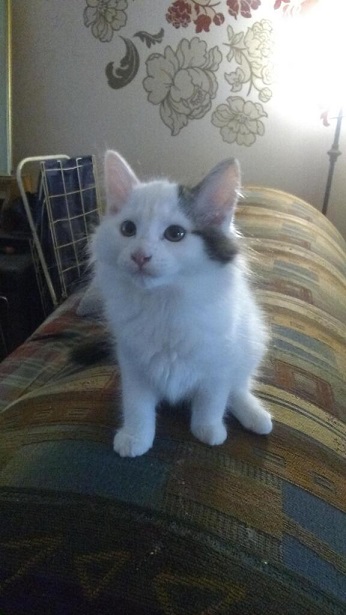 mr hardy kitten.jpg