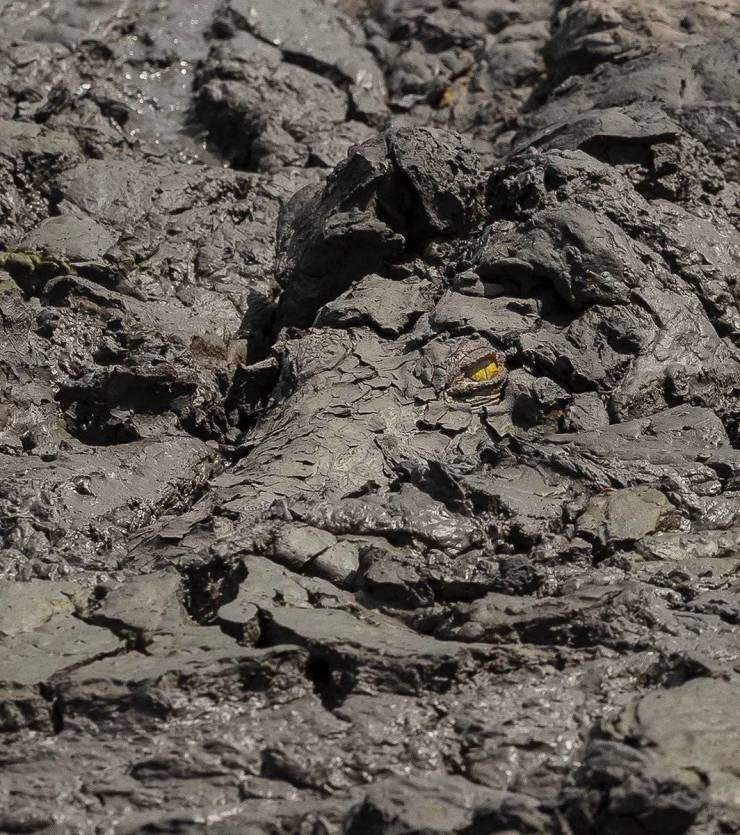 muddy croc.jpg
