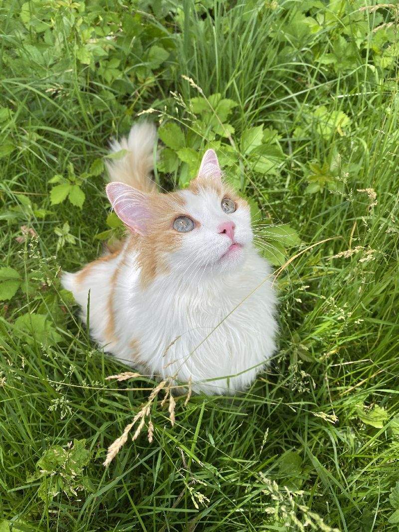 Munchie Moo.jpg